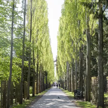 View down a row of tall trees in Assistens Kirkegaard. Copenhagen, Denmark.
