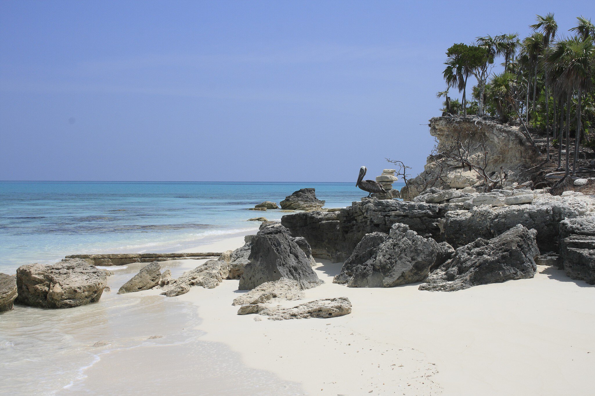 Pelican in background, Little Water cay, Turks and Caicos
