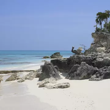 Pelican in background, Little Water cay, Turks and Caicos