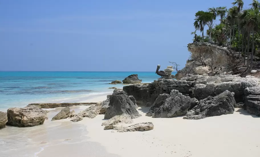 Brown pelican perched on limestone rocks on a white-sand beach with turquoise water and palms, typical of Turks and Caicos