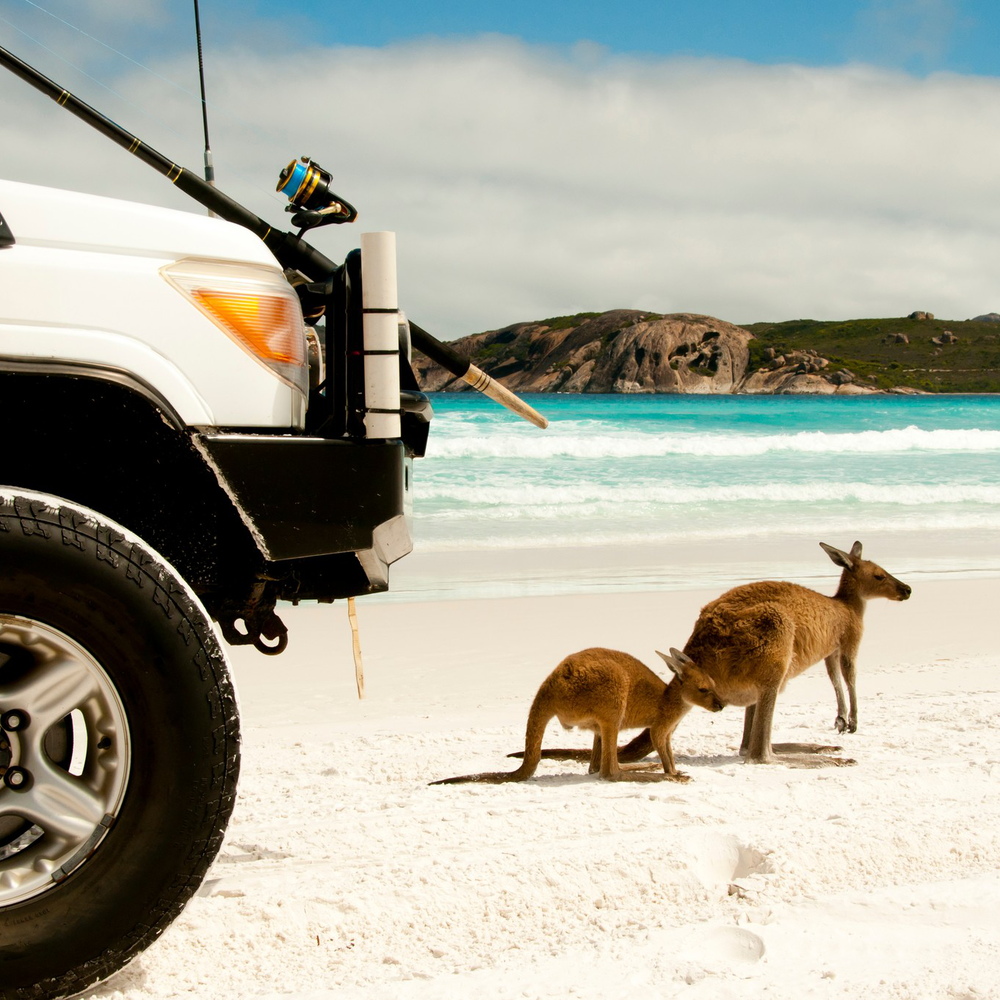 Kangaroos at Lucky Bay