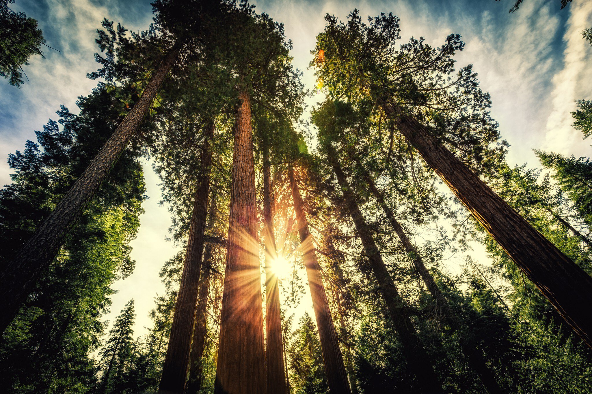 Sunrays gleam through skyscraping sequoia trees