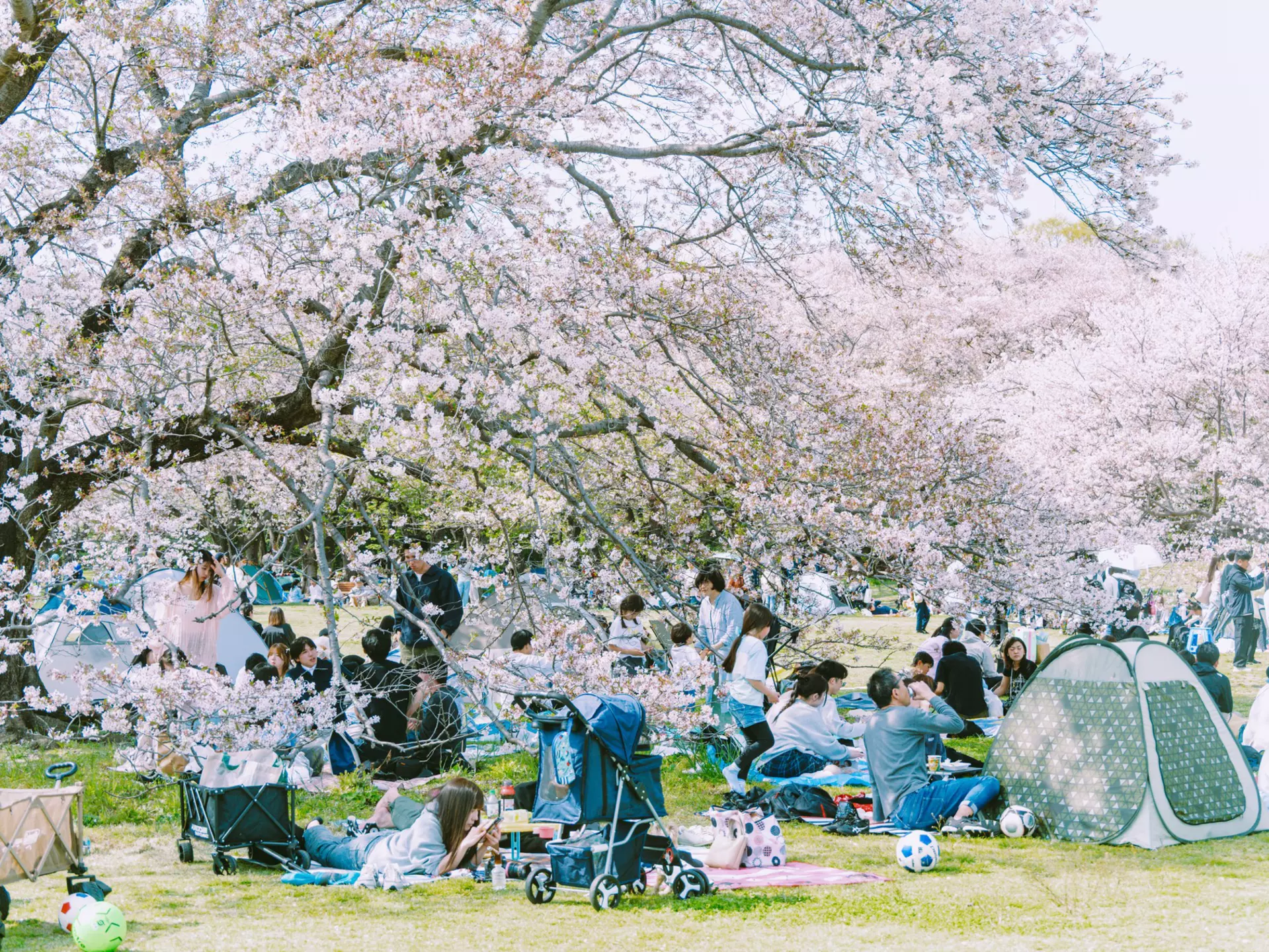 Families picnic in Showa Memorial Park, Tokyo. Rintaro Kanemoto for Lonely Planet
