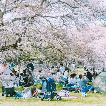 Families picnic in Showa Memorial Park, Tokyo. Rintaro Kanemoto for Lonely Planet