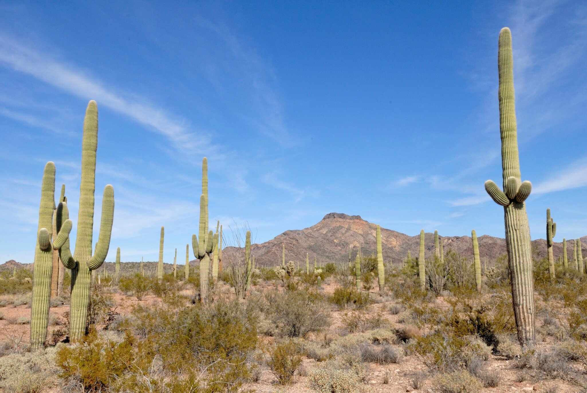 Saguaros (Carnegiea gigantea), cacti, in the evening sun, Catalina State Park, Tucson, Arizona, USA - stock photo