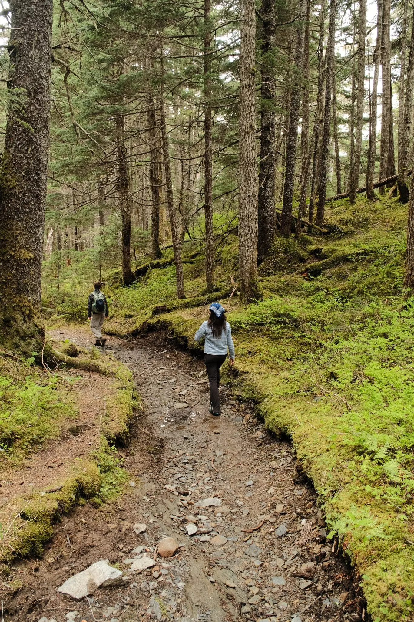 Hikers in dense spruce forest Lost Lake Trail in Chugach National Forest Alaska