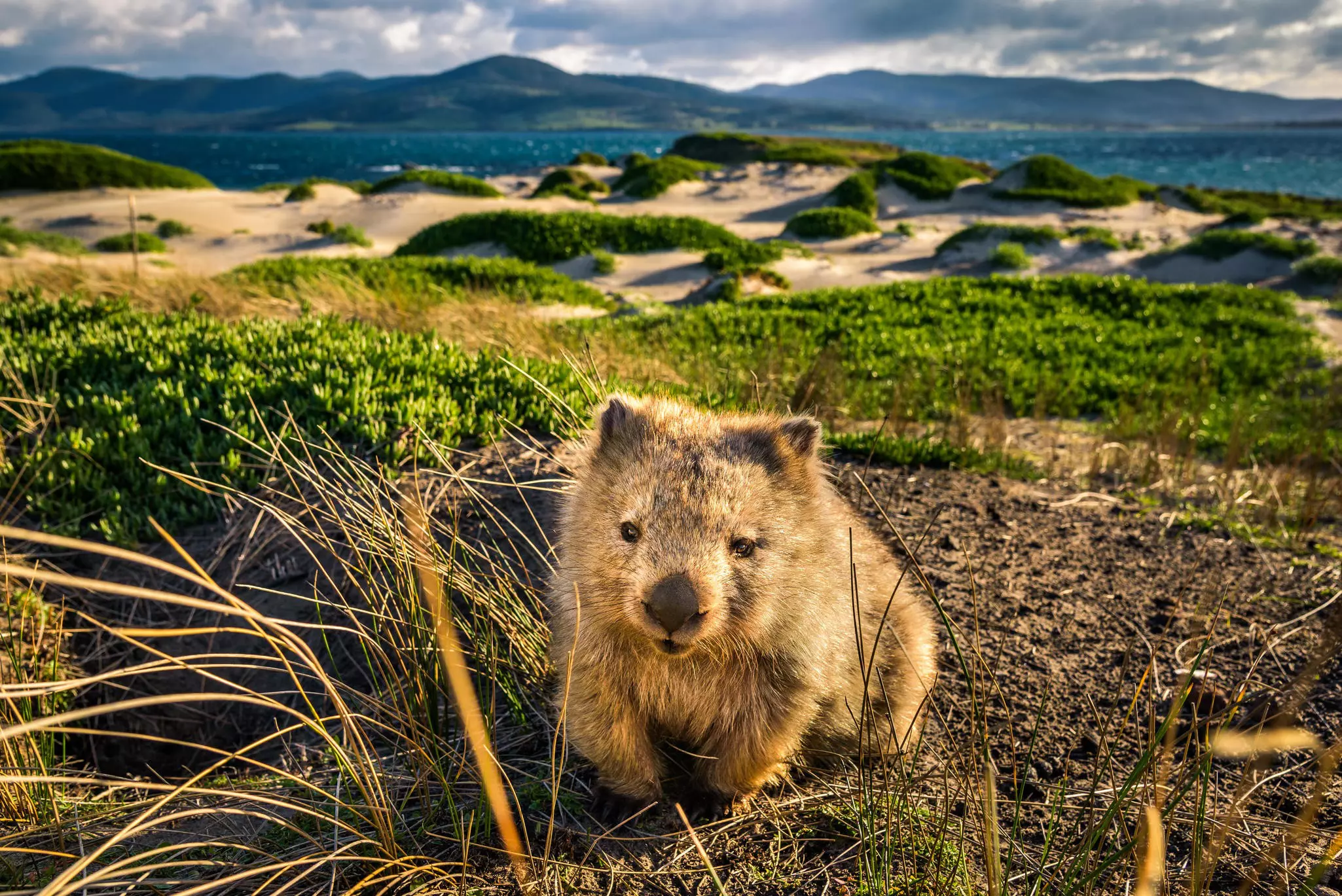 Wombat in the wild in Tasmania