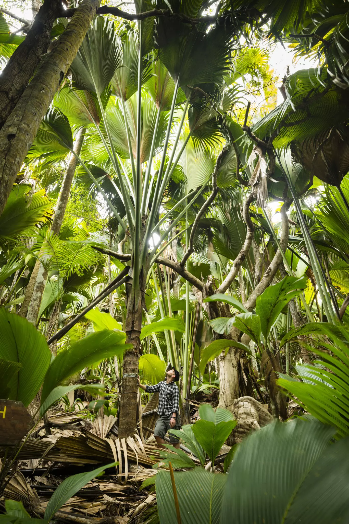 A man stands beneath a coco de mer palm tree. He's looking up to its fronds that splay out and fille the sky. A very lush and verdant image.
