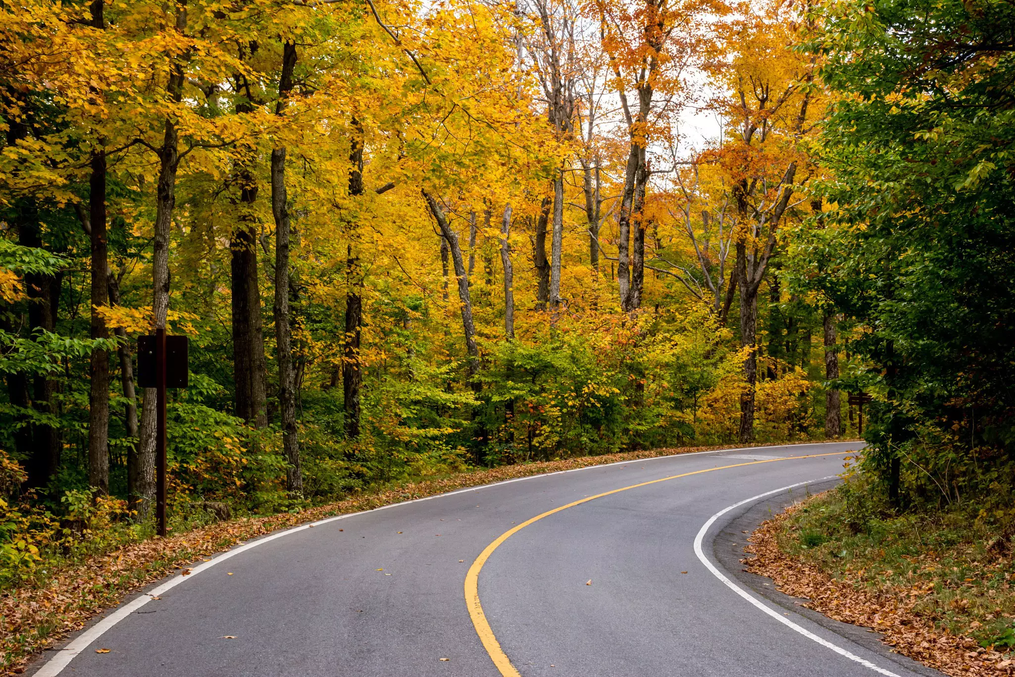 Road through thick fall foliage in Mt Greylock State Reservation.