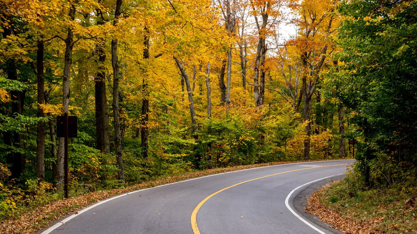 Road through thick fall foliage in Mt Greylock State Reservation.