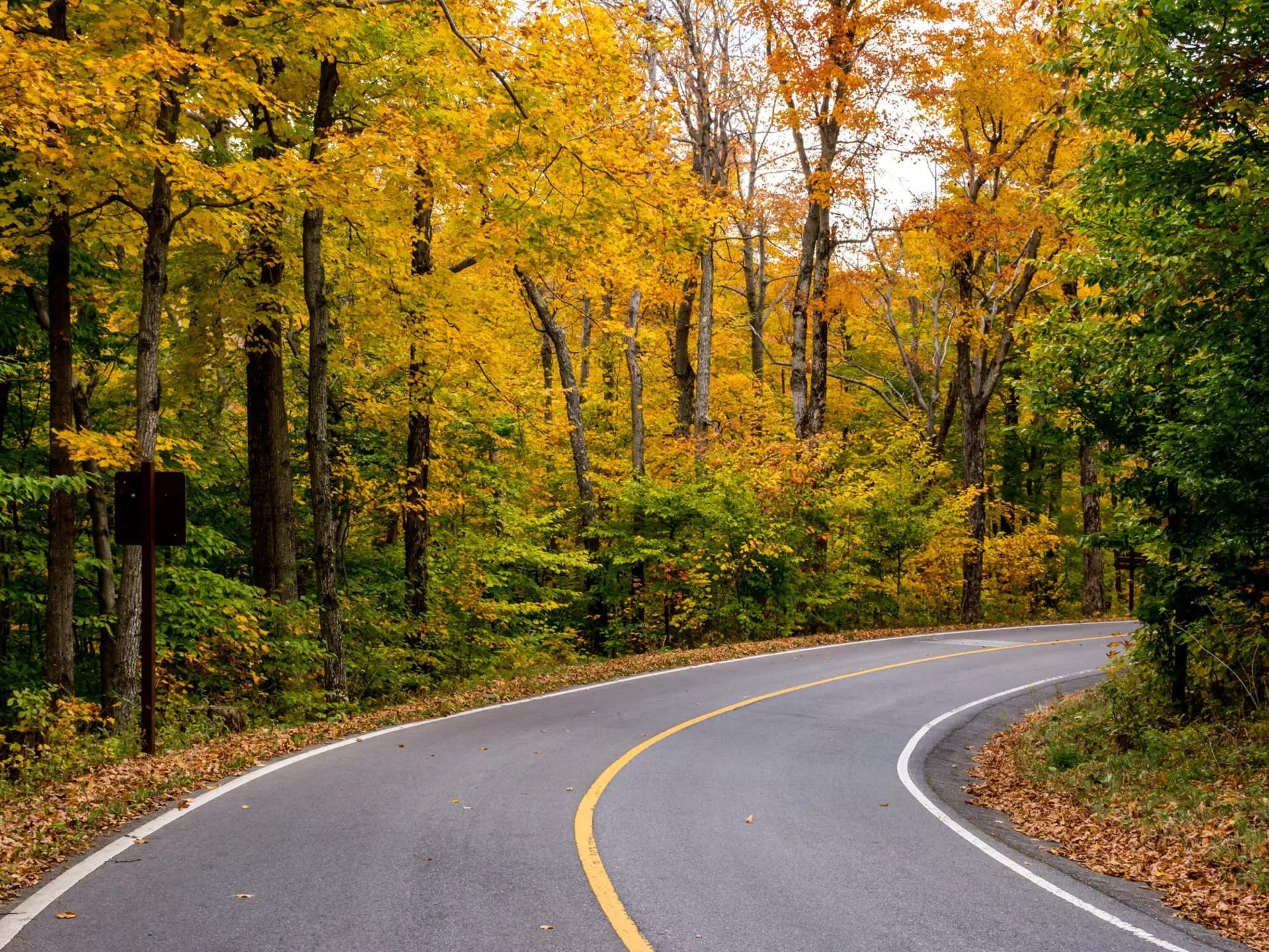 Road through thick fall foliage in Mt Greylock State Reservation.