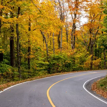 Road through thick fall foliage in Mt Greylock State Reservation.