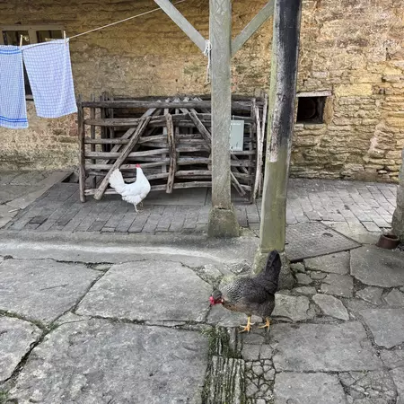 A dark chicken with a red beak walking in a stone yard, with a white chicken by a pen in the background.