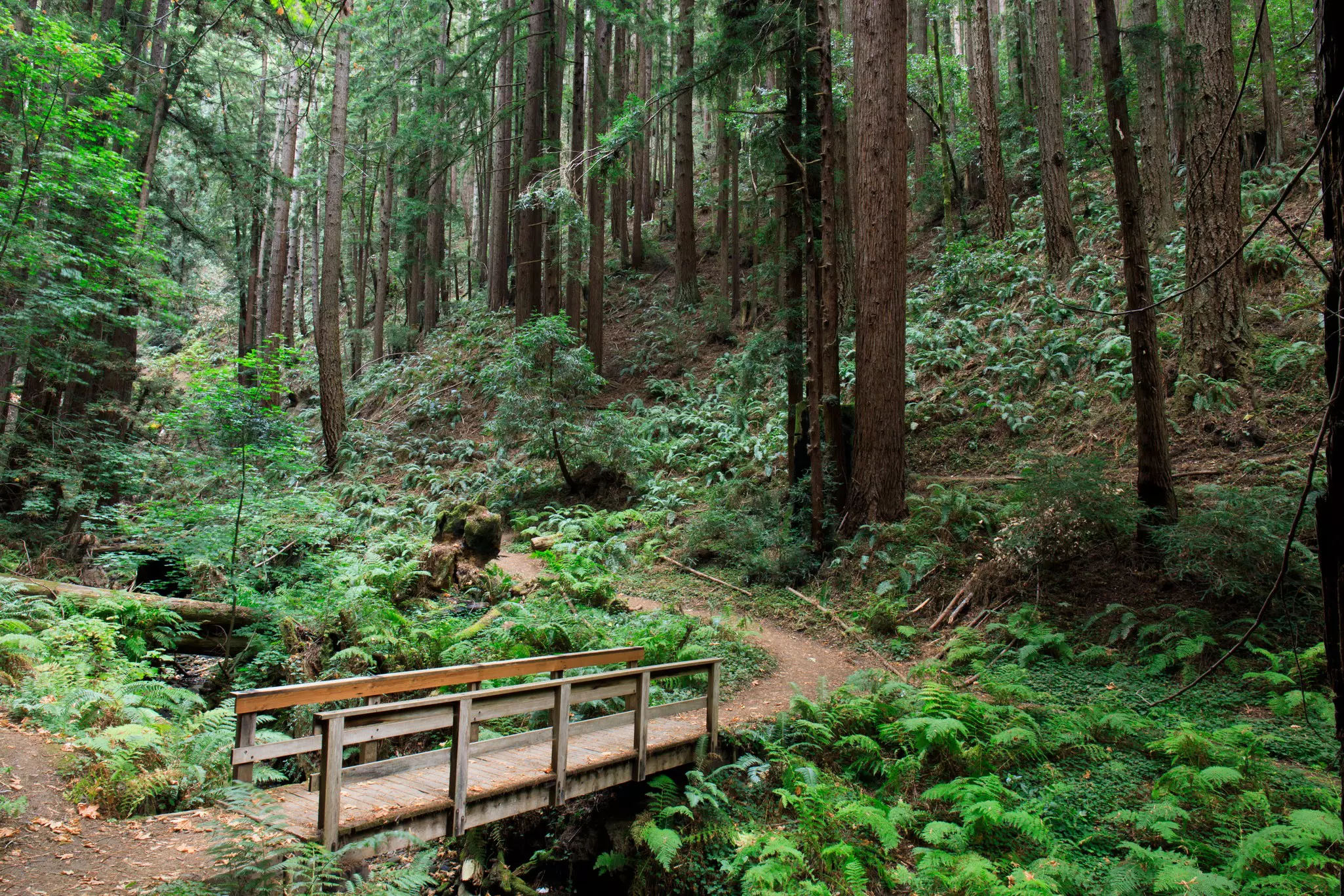 A bridge to a path through a dense forest. 