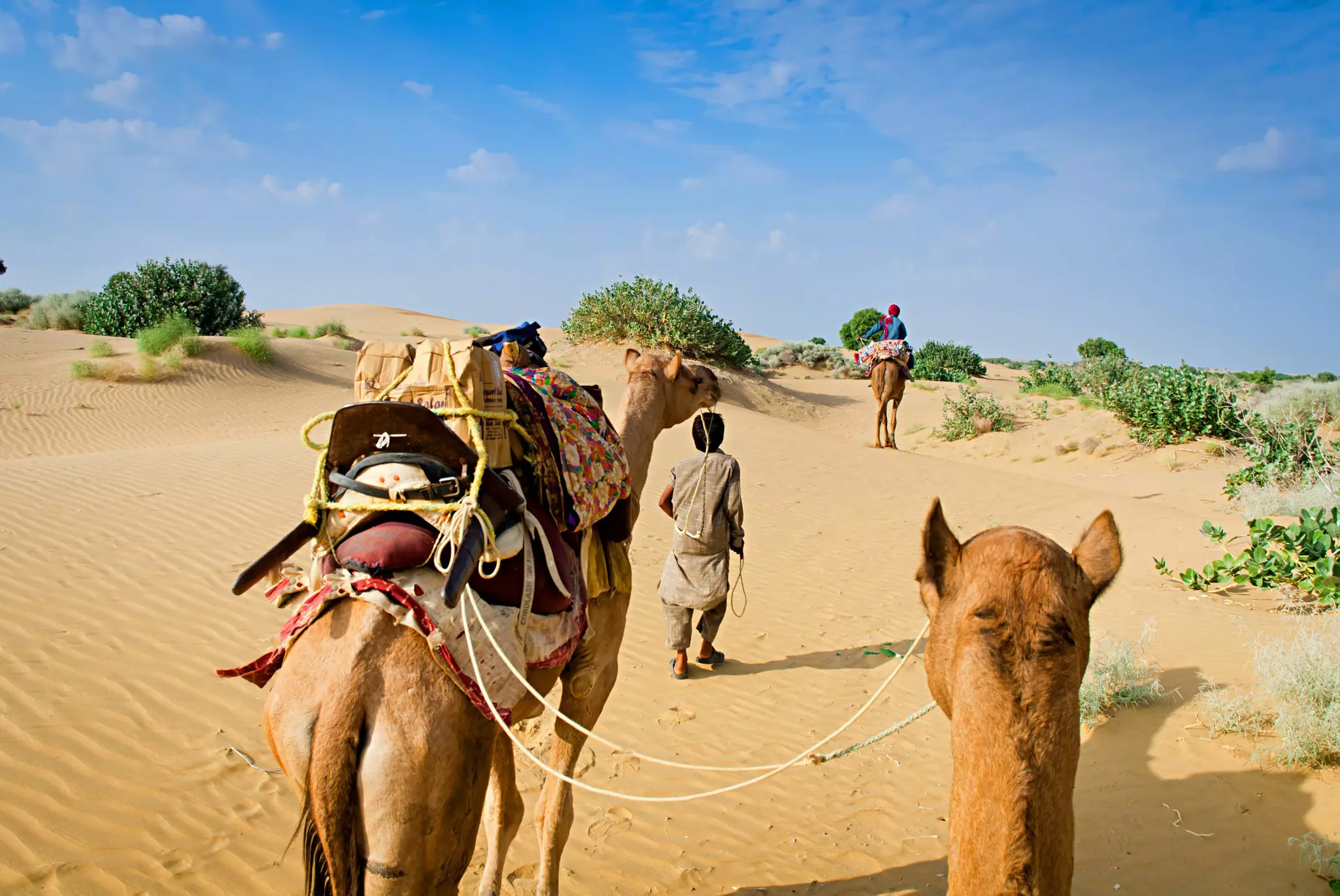 A camel driver leads a camel safari through the dunes near Jaisalmer.