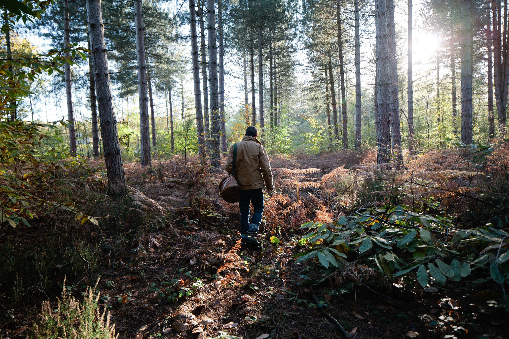 Autumn wild mushroom picking, UK
