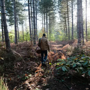 Autumn wild mushroom picking, UK