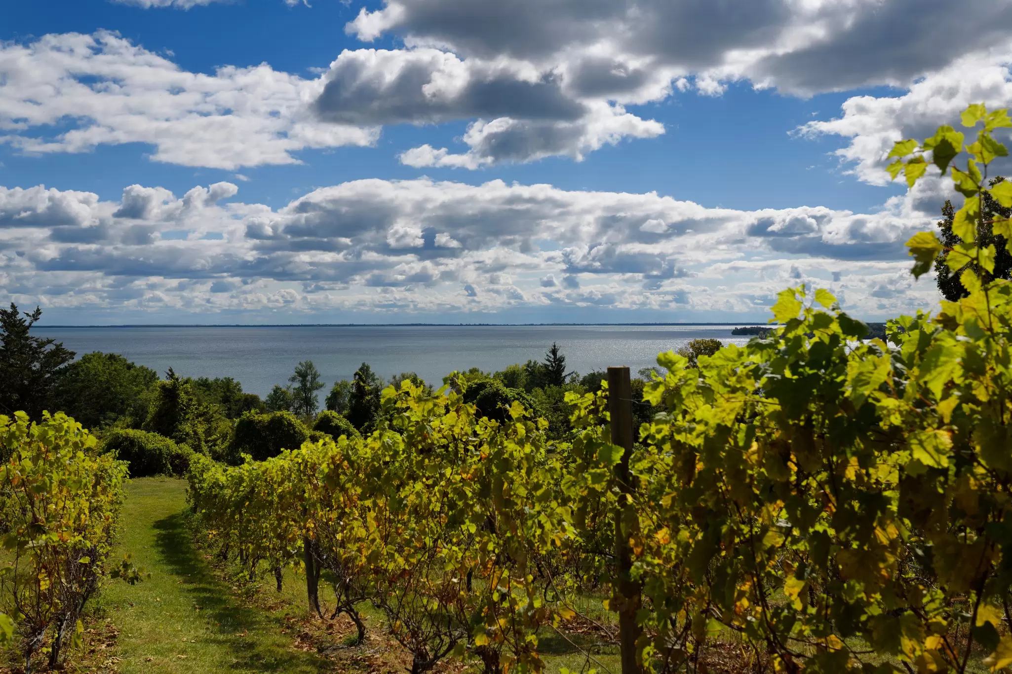 Rows of grape vines are planted on a slope leading down to a large lake, Prince Edward County, Ontario