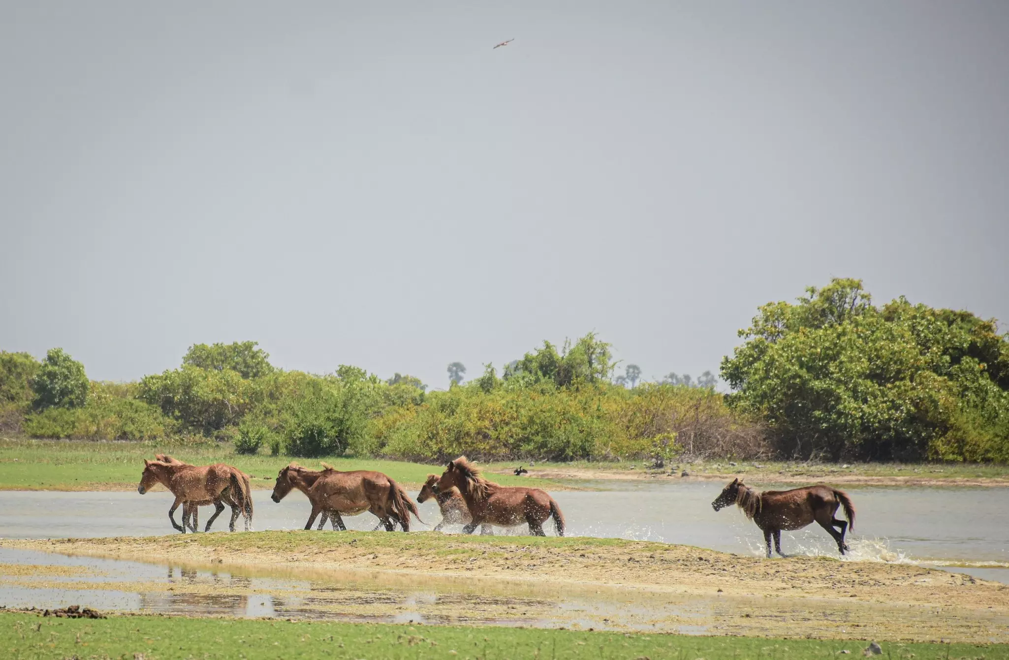 A handful of tan and brown wild horses sprint across a water body on Delft Island, Jaffna in Sri Lanka