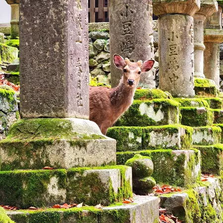 A sika deer peeking out between stone lanterns at Kasugataisha shrine at Nara park, Japan.