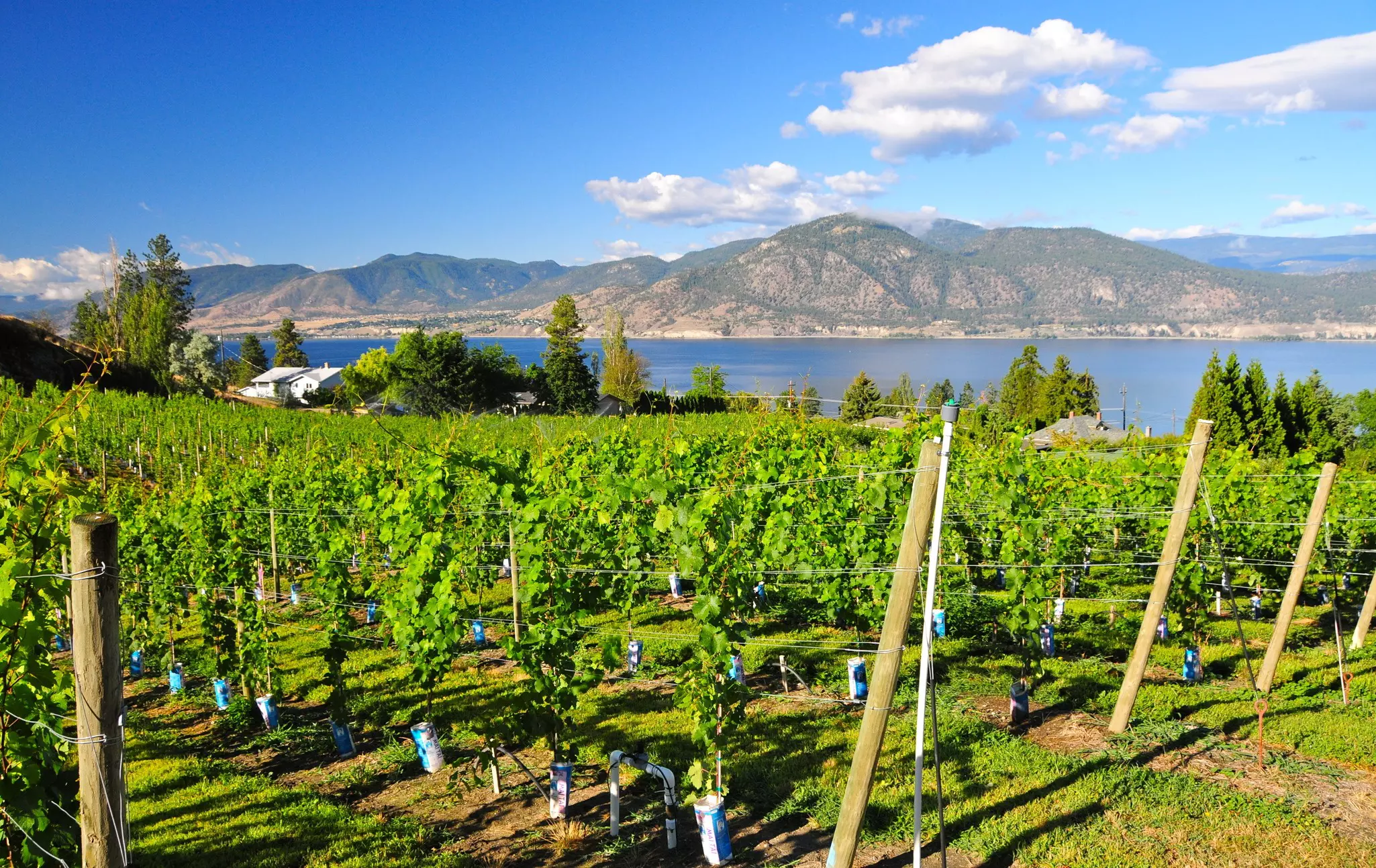 Okanagan Valley vineyards