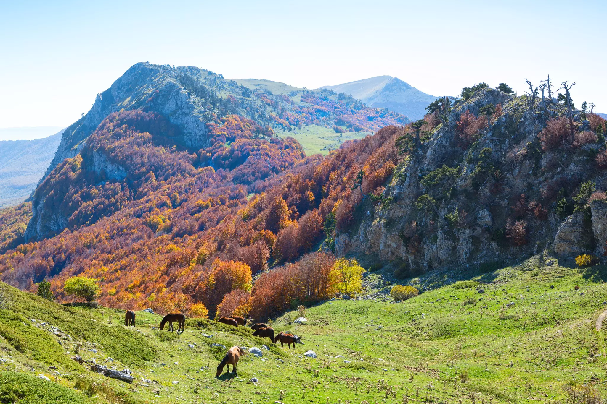 Horses graze by trees with fall foliage in Pollino National Park, in Southern Italy.