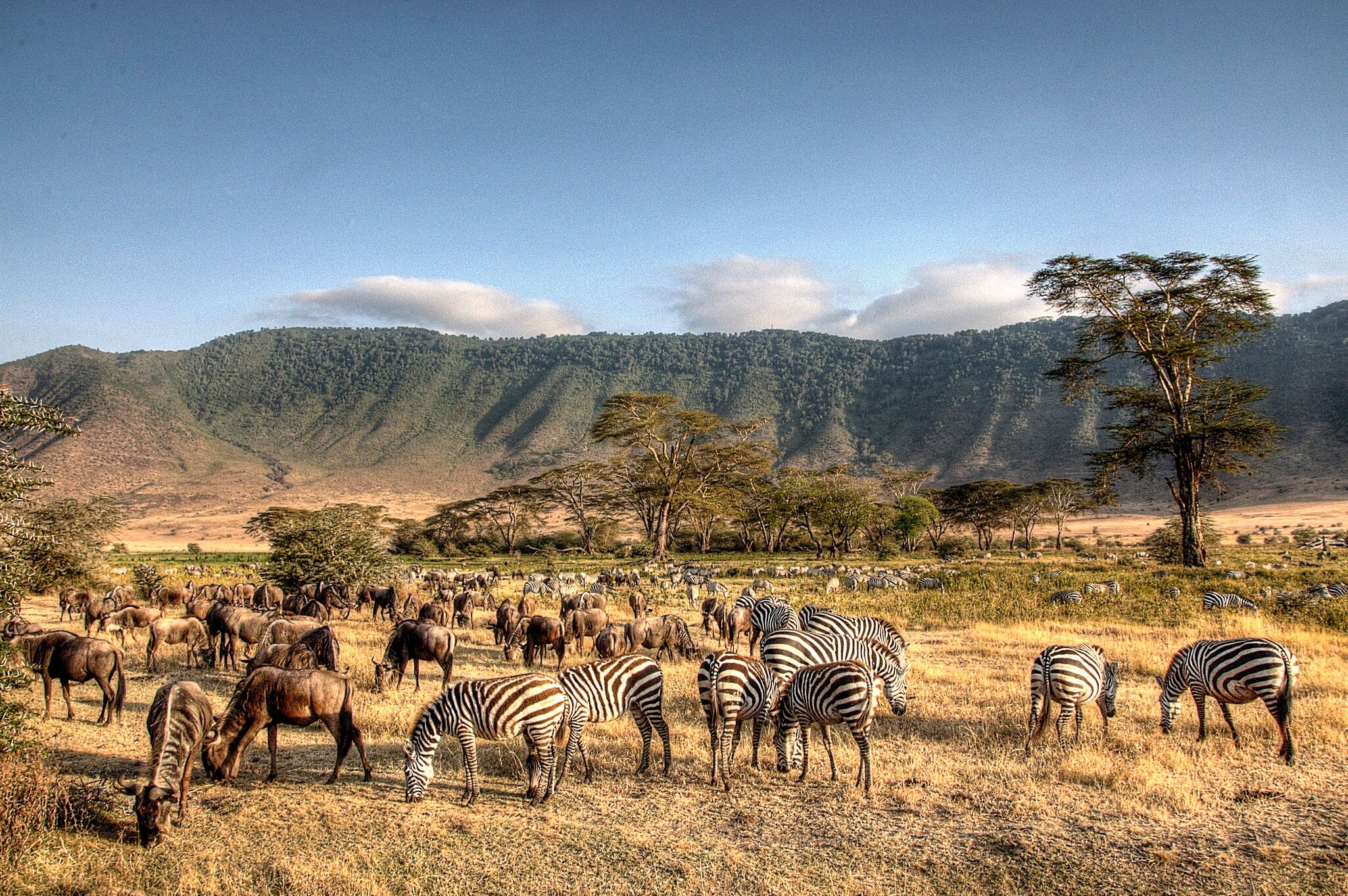 The Ngorongoro Crater teeming with grazing wildlife.