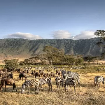 The Ngorongoro Crater teeming with grazing wildlife.