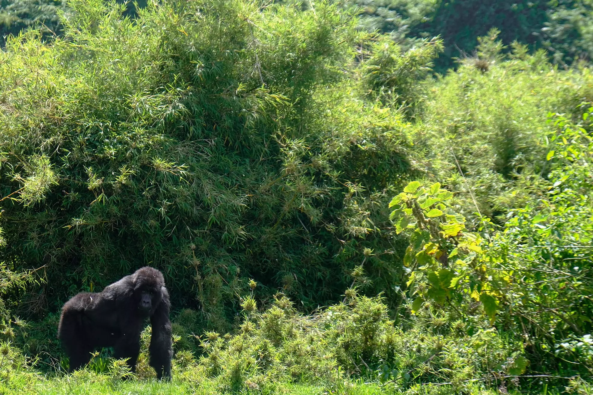 A black gorilla in thick green vegetation.