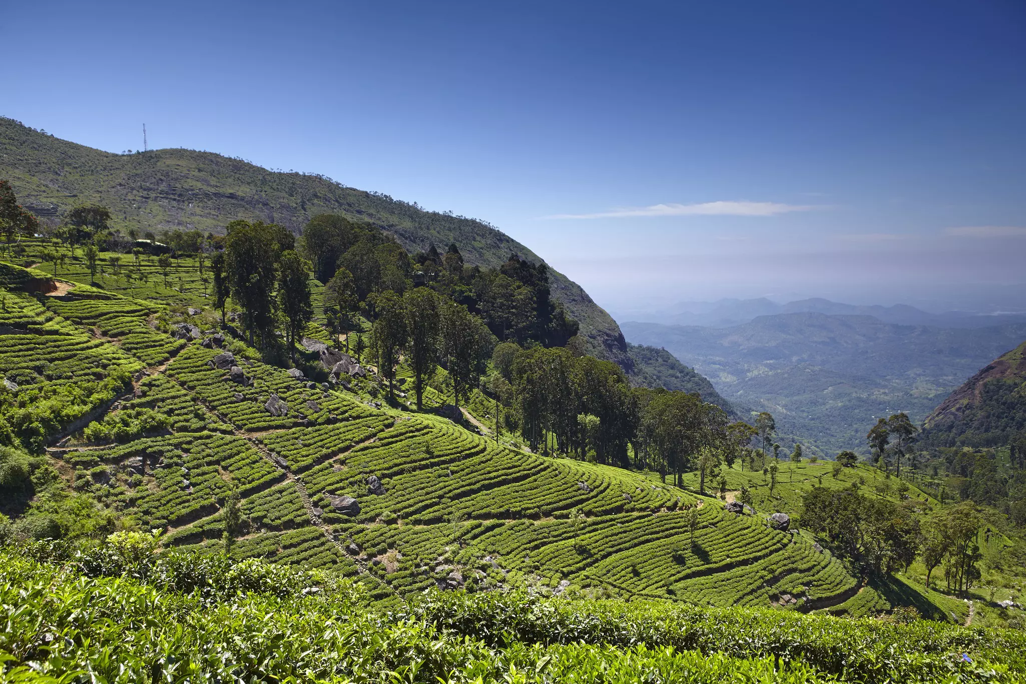 A tea plantation covers the hillsides.