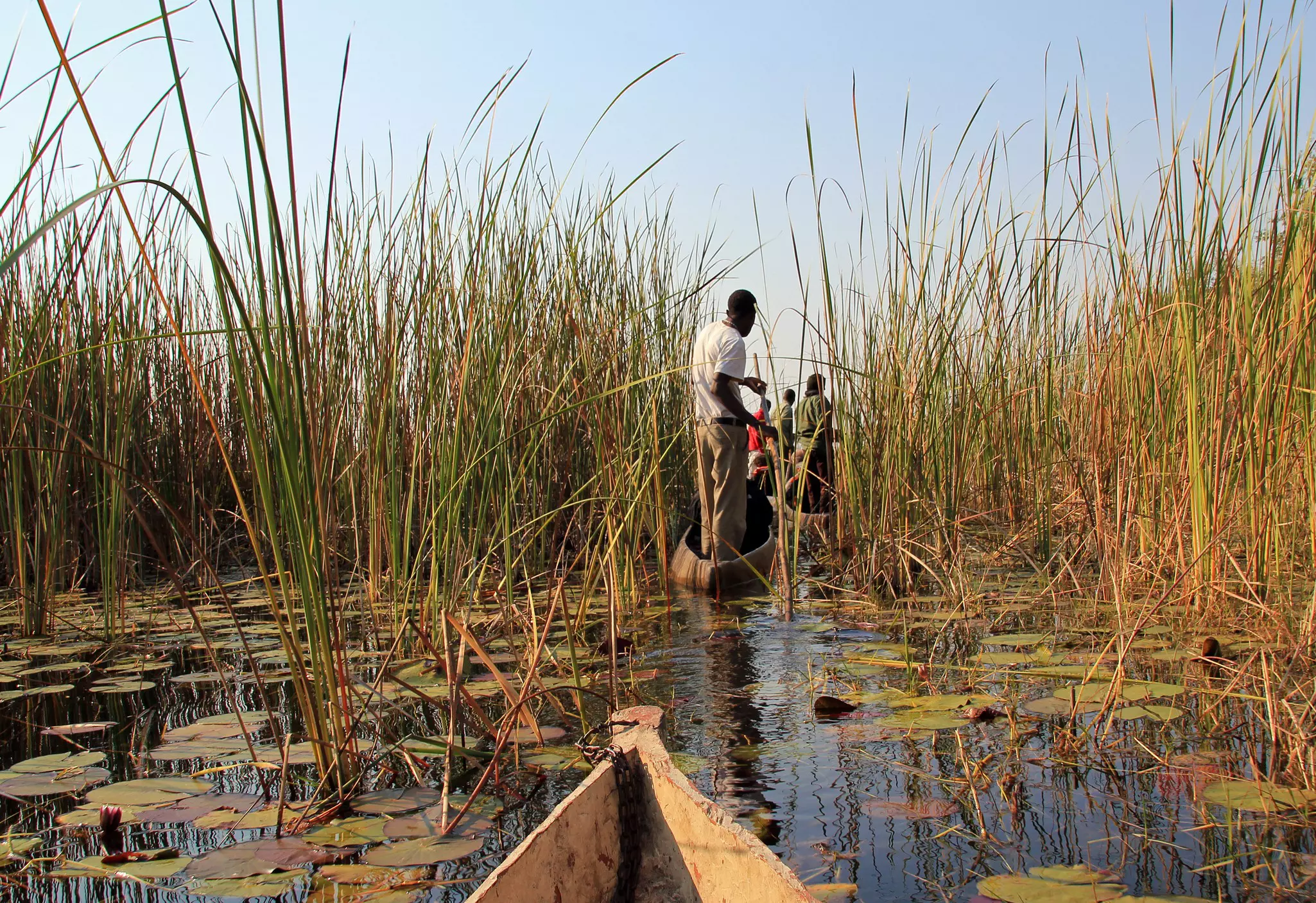 The tip of a boat in marshy water with another boat ahead steering through reeds.