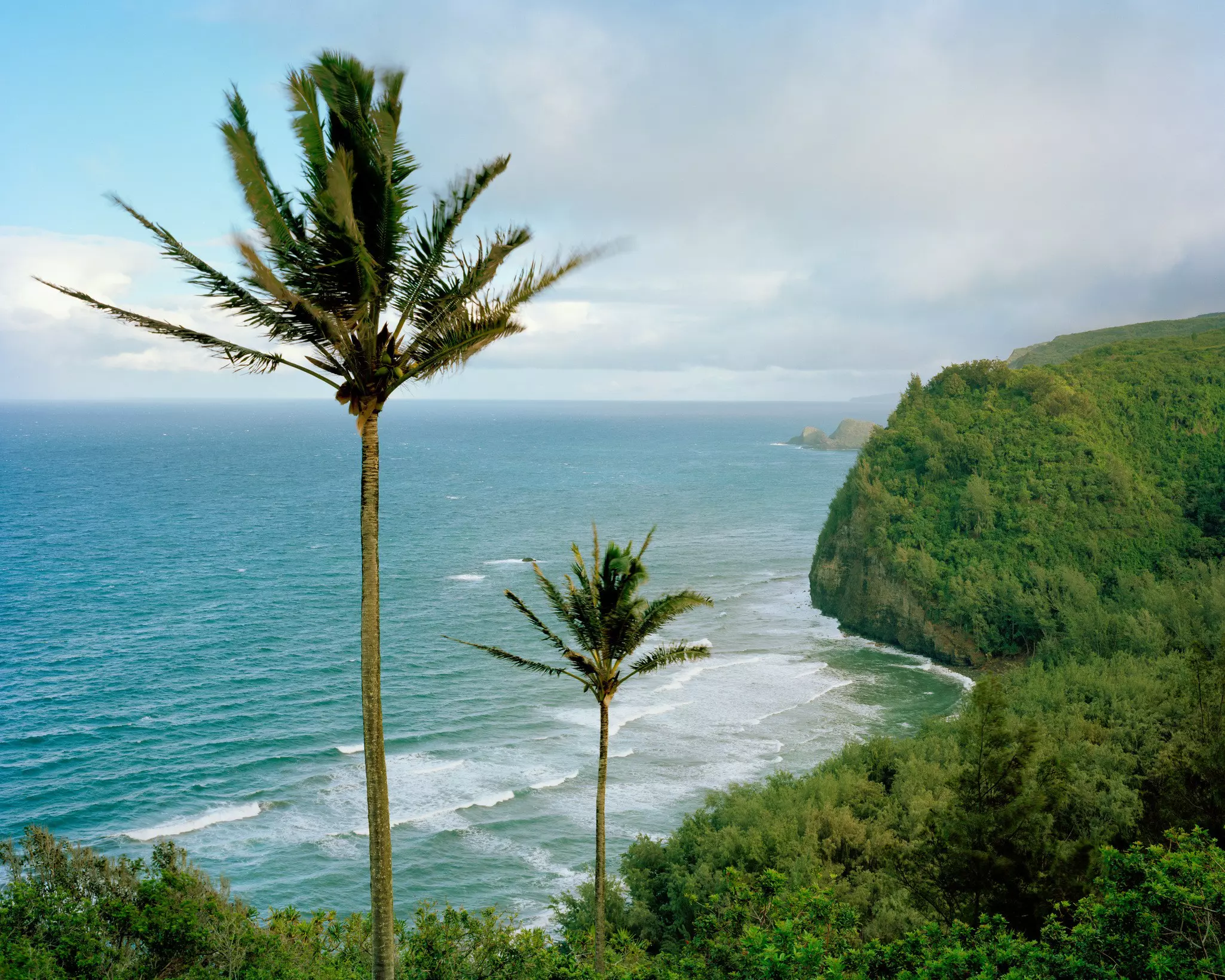 Palm trees point upward like hands in front of a green bay in Hawai'i.
