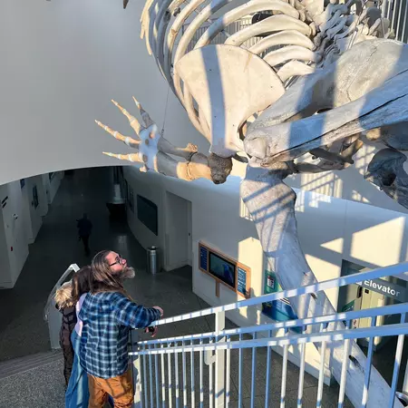 People stand by a rail and look at a whale skeleton hanging from a museum ceiling in Alaska.