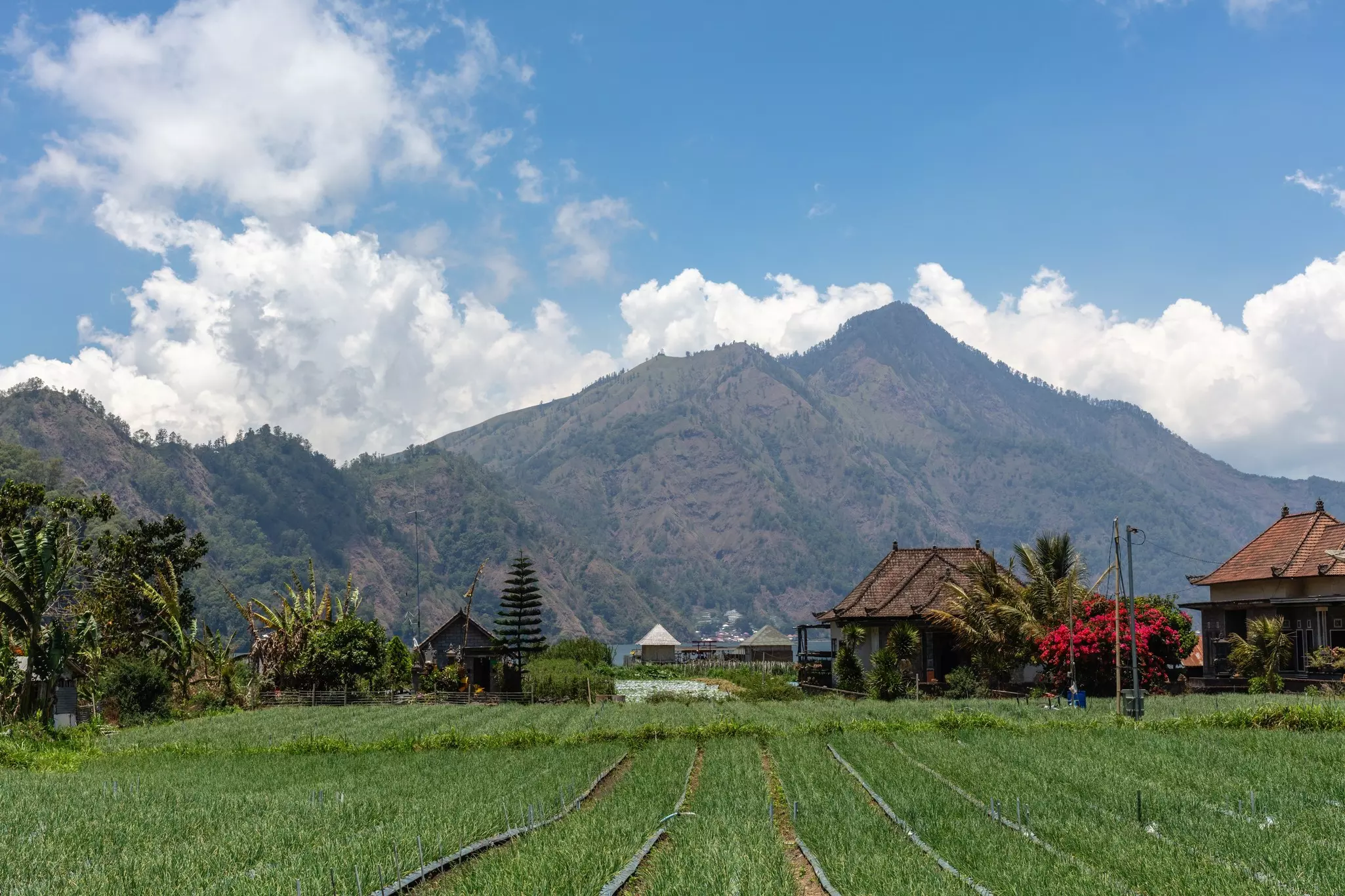 A view of Gunung Batur volcano with houses, trees, grass and flowers in the foreground