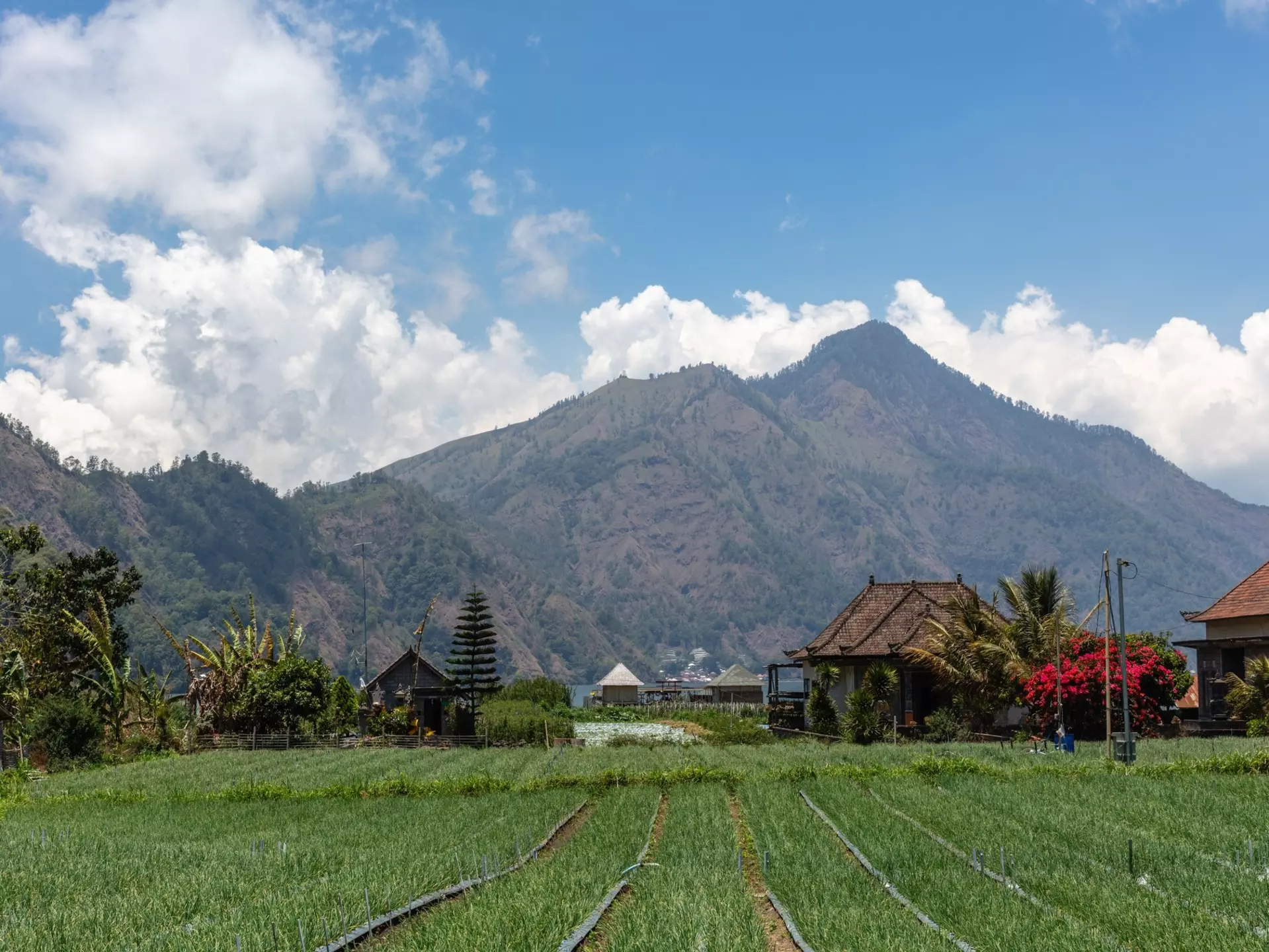 A view of Gunung Batur volcano with houses, trees, grass and flowers in the foreground