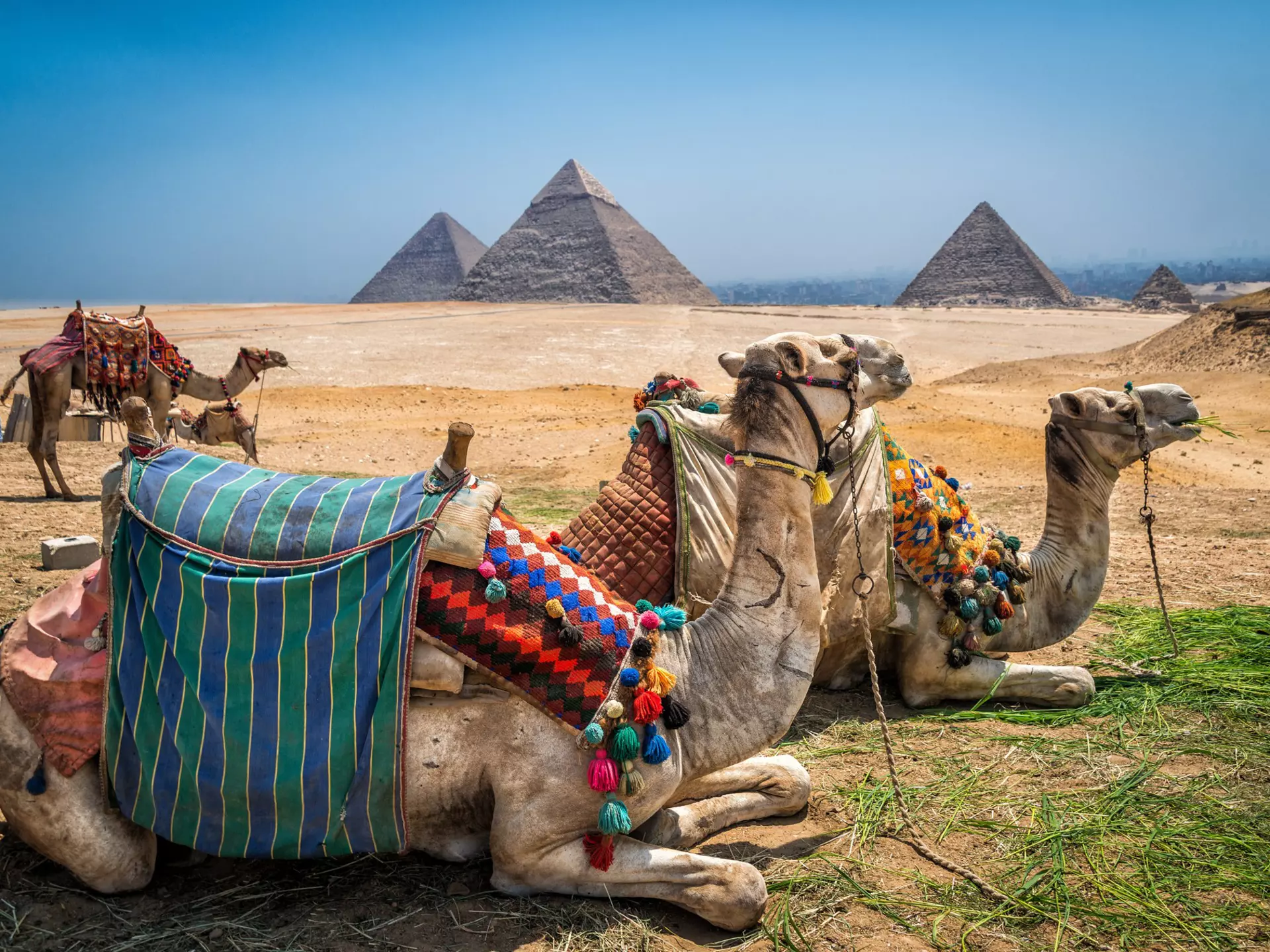 Camels wait for tourists near the great pyramids of Egypt.
pyramids, camels, pyramids of giza, Cairo Egypt, Egypt, Giza, Cairo