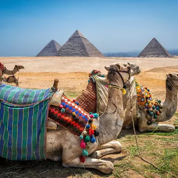 Camels wait for tourists near the great pyramids of Egypt.
pyramids, camels, pyramids of giza, Cairo Egypt, Egypt, Giza, Cairo