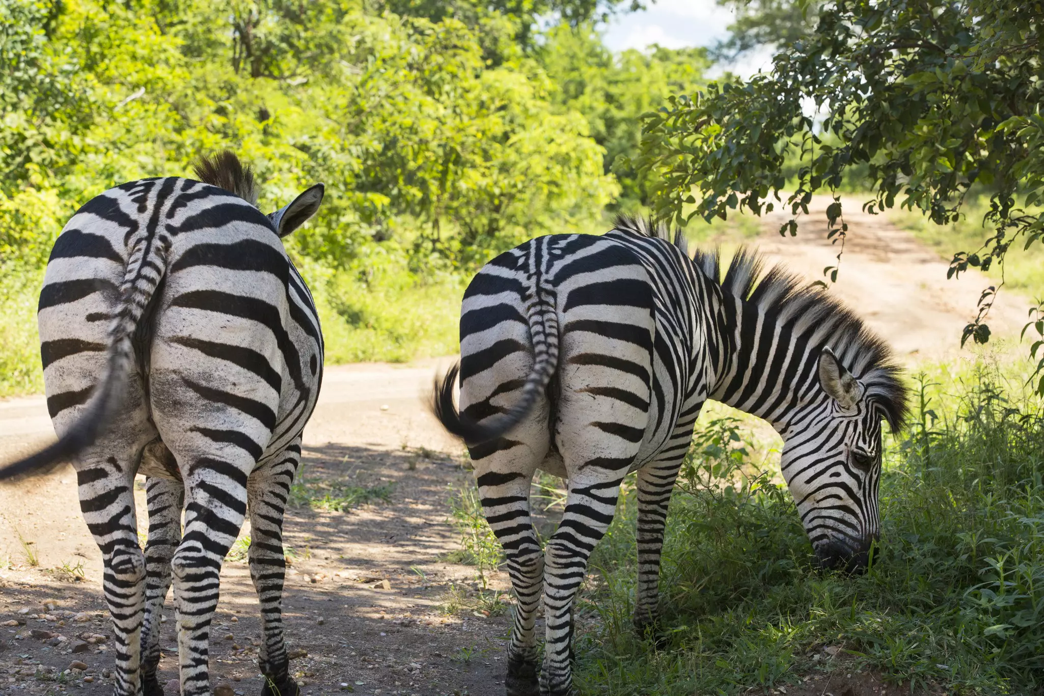 Remember, in many parts of Malawi, you'll be sharing the road with wildlife © Ashley Cooper / Getty Images
