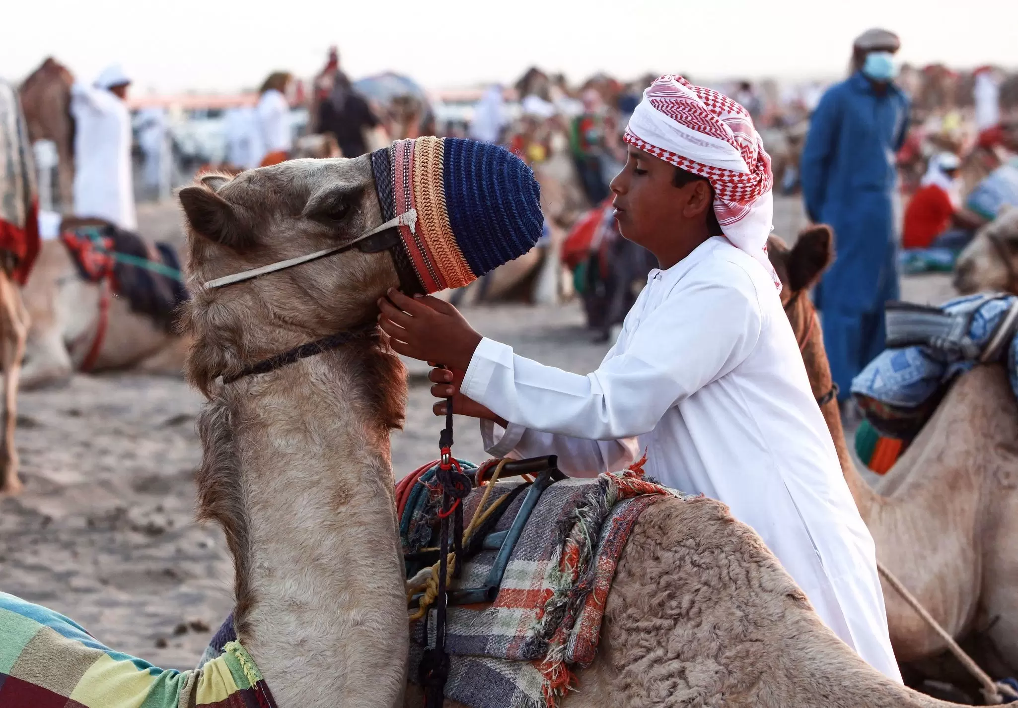 Camel races, and camel beauty pageants, are an exciting annual part of Oman’s winter season. Mohammed Mahjoub/Getty Images
