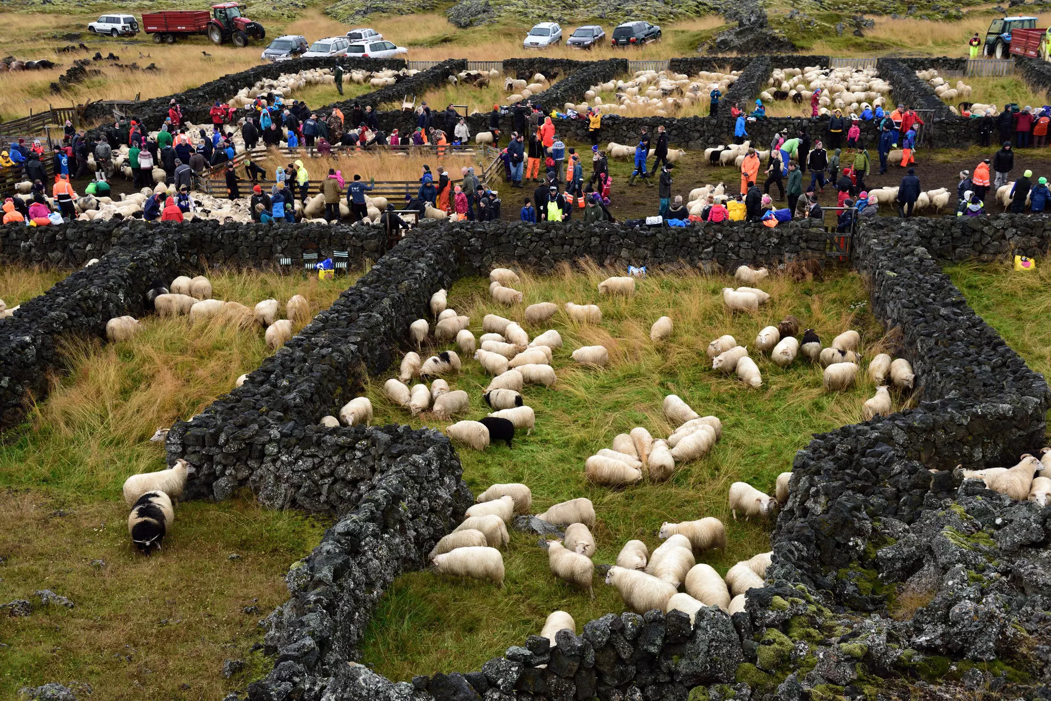 People walking about outdoors looking at sheep in grassy, rock-sided pens on an overcast day.