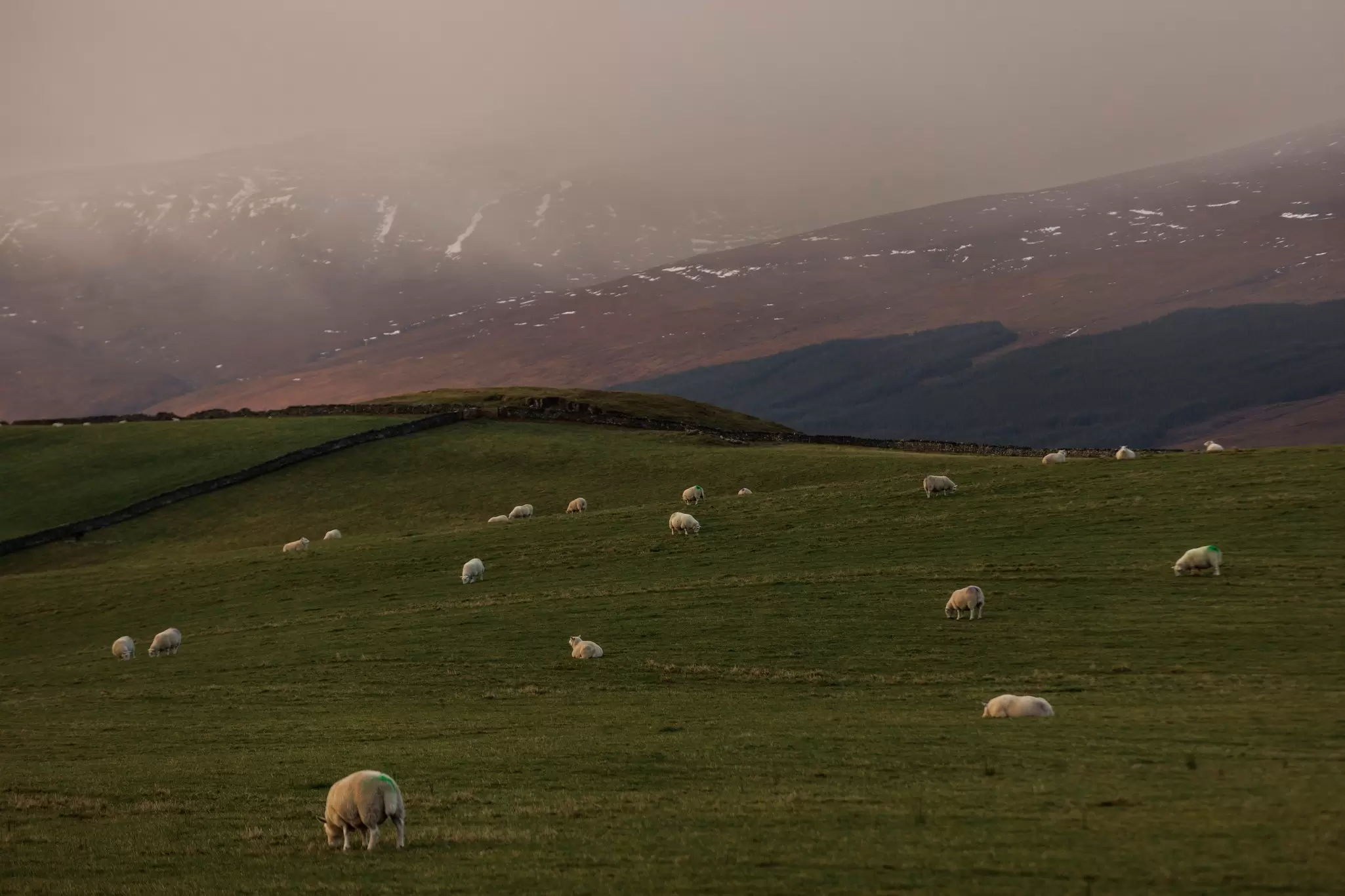Sheep graze in a field just off Scotland's North Coast 500 driving route. Robert Ormerod for Lonely Planet