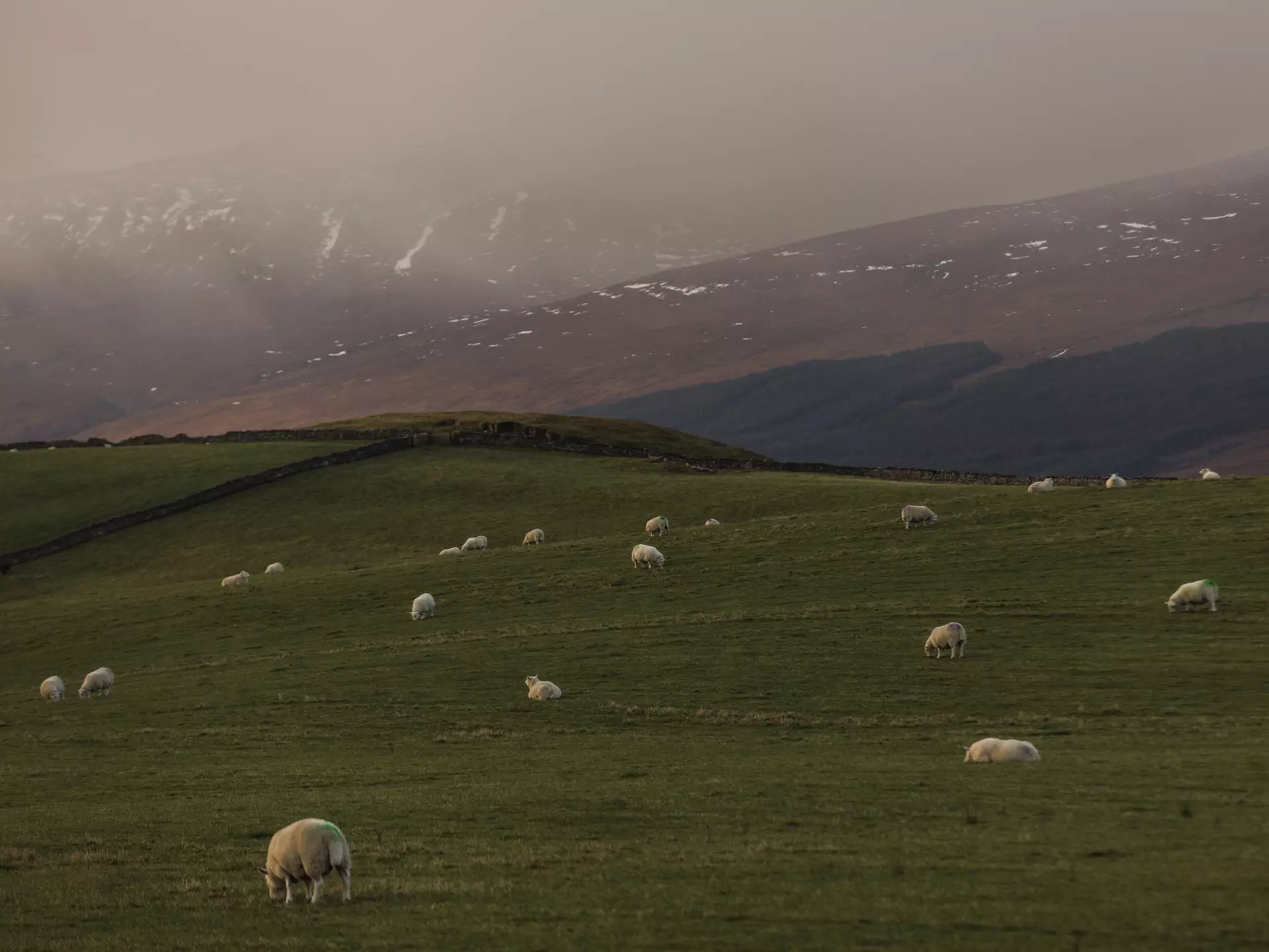 Sheep graze in a field just off Scotland's North Coast 500 driving route. Robert Ormerod for Lonely Planet