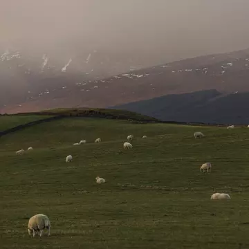 Sheep graze in a field just off Scotland's North Coast 500 driving route. Robert Ormerod for Lonely Planet