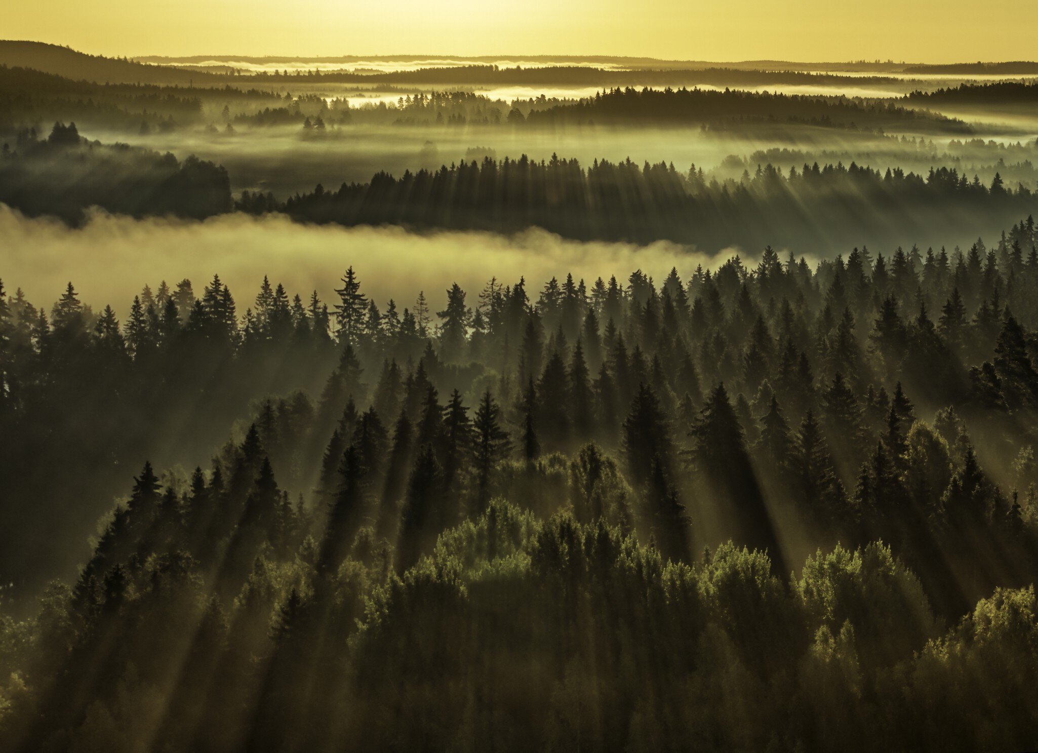Forest sunbeams