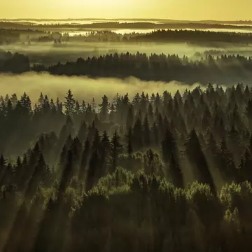 Forest sunbeams