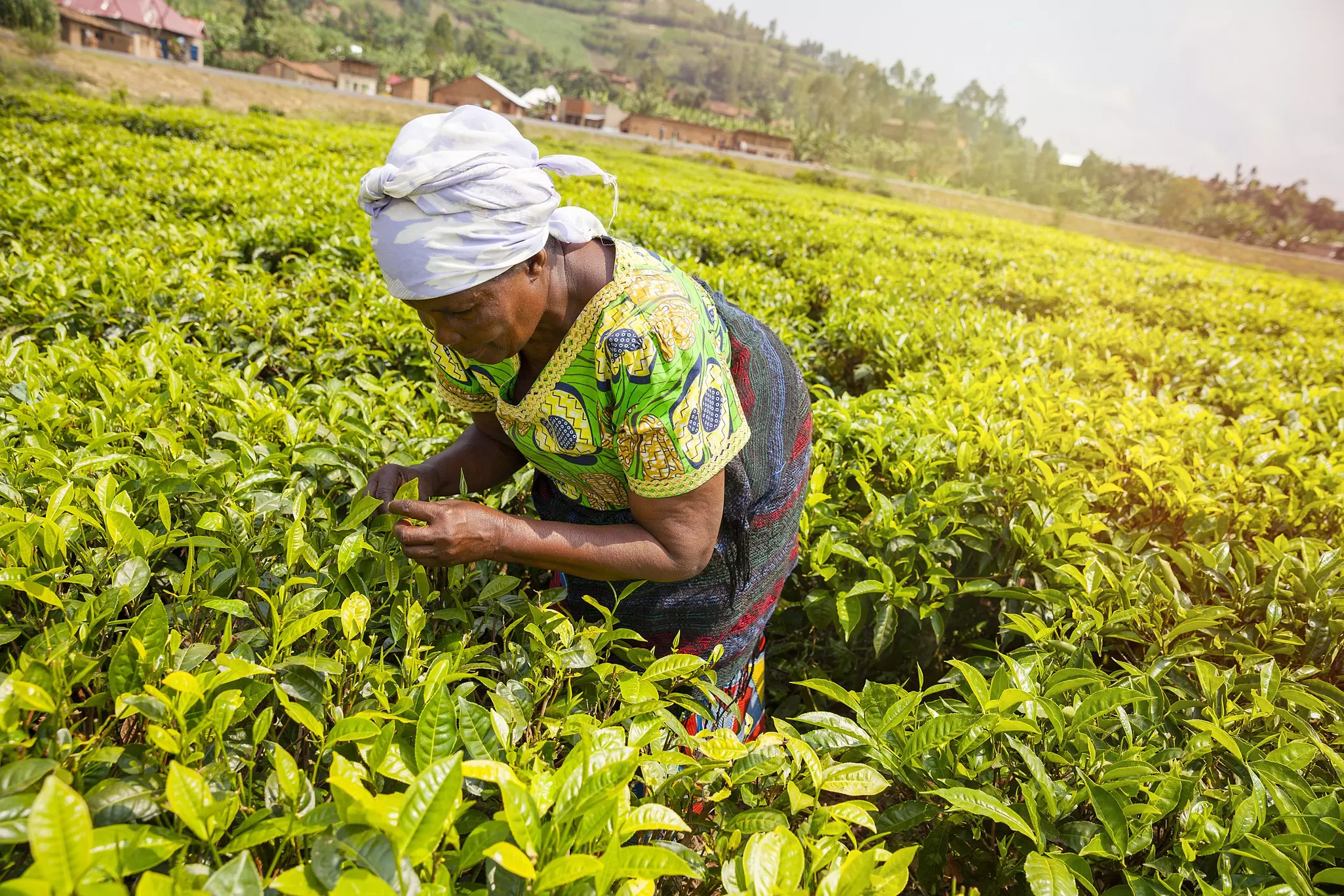 Outside of the capital, tea remains a favorite drink, sweetened with milk and sugar and enjoyed throughout the day © Stella Levi / Getty Images