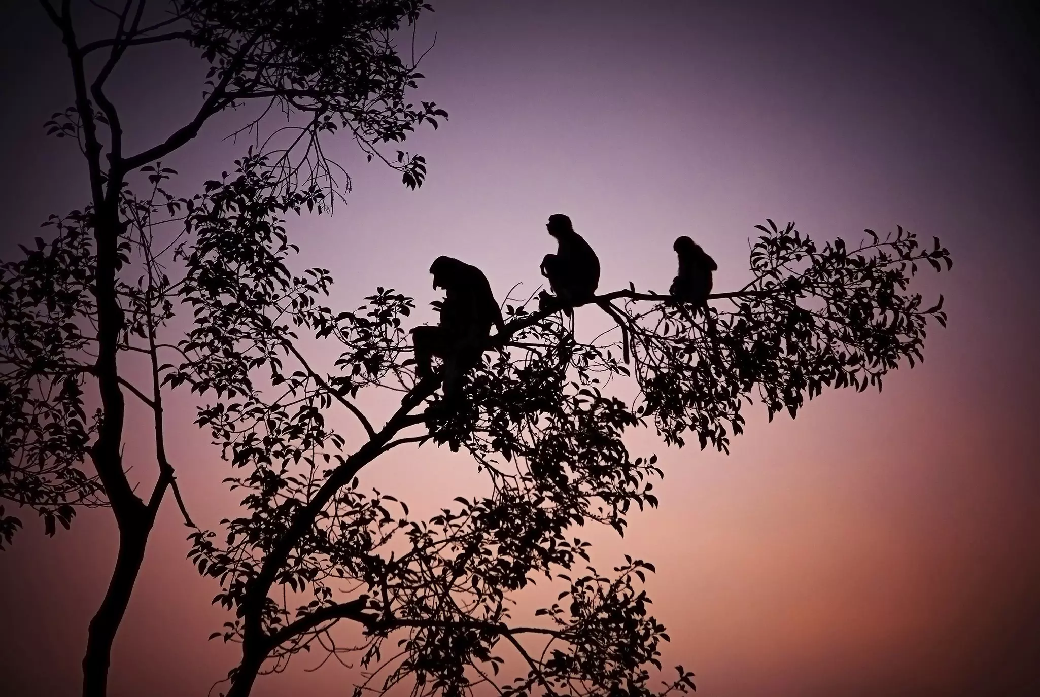 Proboscis monkeys silhouetted at sunset