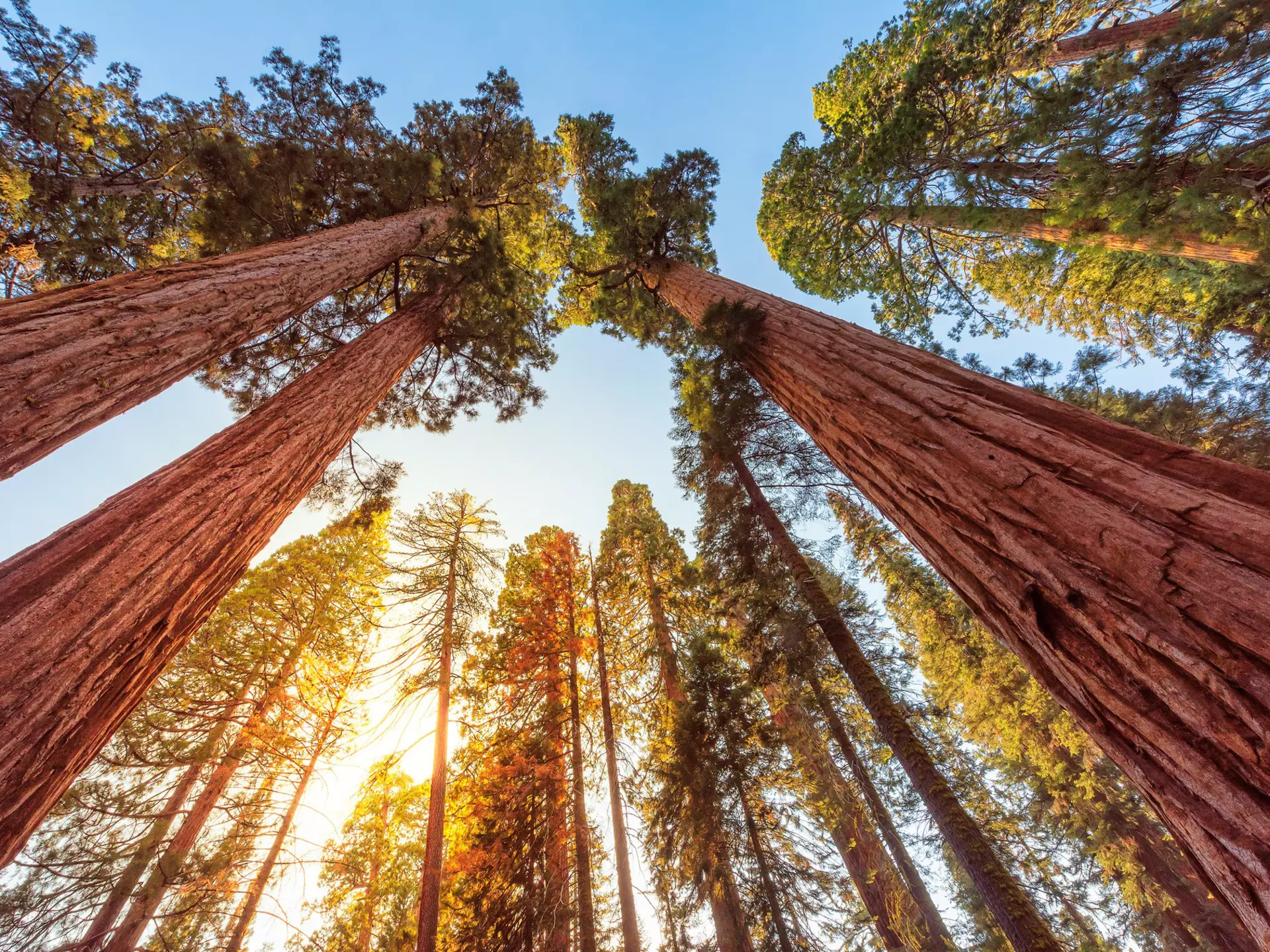 Low-angle view of the sun setting through branches of giant sequoia trees in the Sequoia National Park.
966958472
Giant Sequoia, Plant Bark, Redwood Tree, Horizontal, Textured, Forest, Sunset, Sequoia National Park, Kings Canyon National Park - California, No People, Photography, Red, Sunlight, Sunrise - Dawn, Tree, Abstract, Redwood Forest, Landscape - Scenery, Looking Up, USA, Californian Sierra Nevada, Outdoors, Sky, Blue, Full Frame, Sequoia Tree, California
