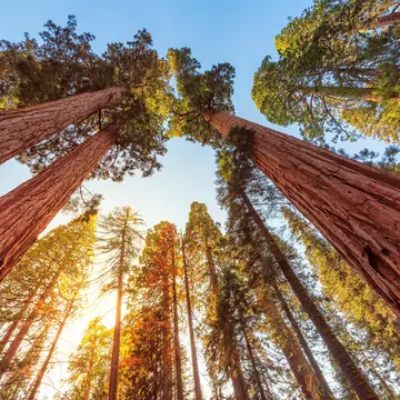 Low-angle view of the sun setting through branches of giant sequoia trees in the Sequoia National Park.
966958472
Giant Sequoia, Plant Bark, Redwood Tree, Horizontal, Textured, Forest, Sunset, Sequoia National Park, Kings Canyon National Park - California, No People, Photography, Red, Sunlight, Sunrise - Dawn, Tree, Abstract, Redwood Forest, Landscape - Scenery, Looking Up, USA, Californian Sierra Nevada, Outdoors, Sky, Blue, Full Frame, Sequoia Tree, California