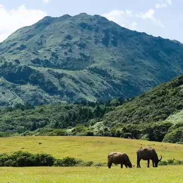  Three water buffalo are eating grass on the meadow against the mountain (Mt. Qixing) background. Qingtiangang Circular Trail at Yangmingshan National Park .